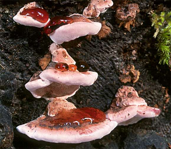 Fomitopsis cajanderi